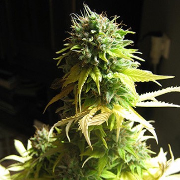 Семена конопли Somango Feminised